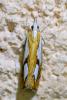 Catoptria pinella